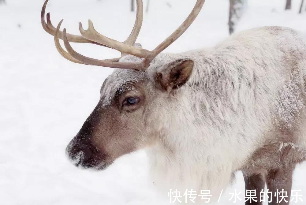 驯鹿|圣诞老人的坐骑藏在大兴安岭的森林里，快让它带你去找圣诞老人