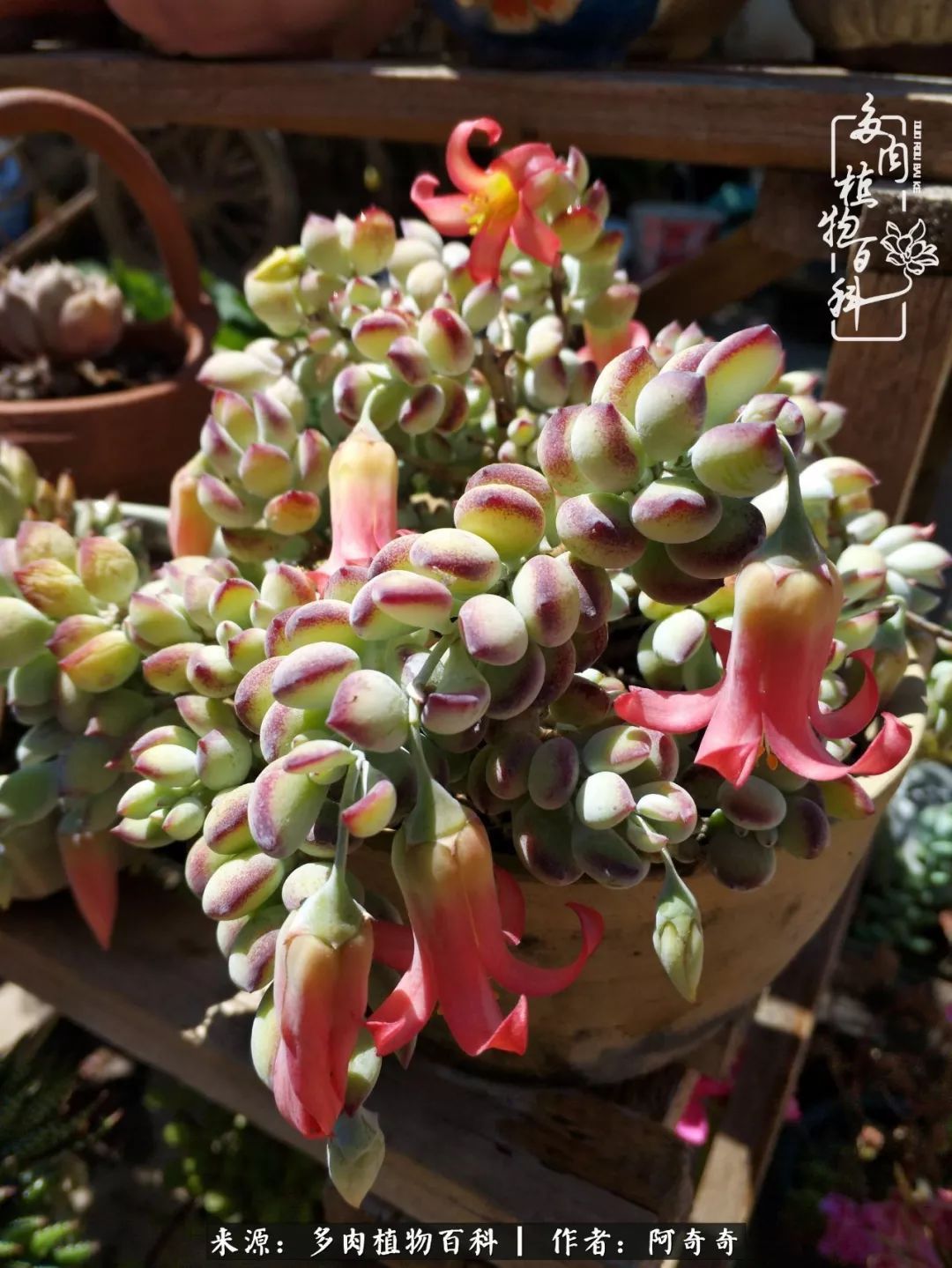 静心养多肉,只是为了在成人的世界里随波不逐流!