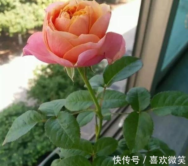 养殖花中皇后月季,盆栽做到4点,花朵个大色艳、数量多