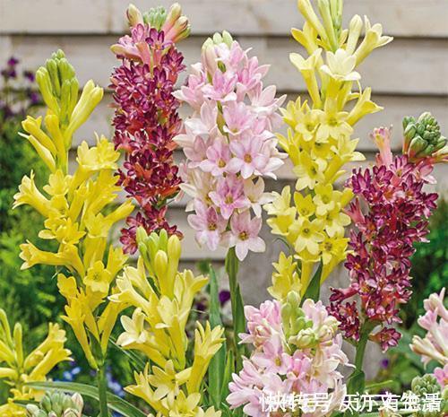 夏天|3种“漂亮花”,香气浓郁,大牌香水的“原料”,又香又美又值钱