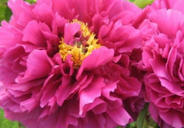 生肖鼠|天生疼爱妻子的三大生肖男,对妻子言听计从,甘愿为其当牛做马