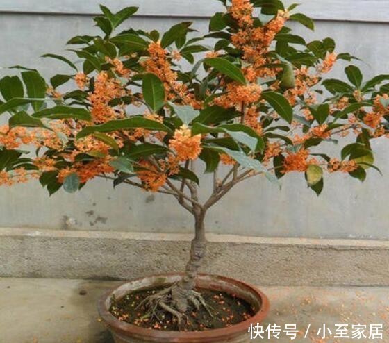 养眼|养花养“贵气”,4种花美观养眼,观赏价值高