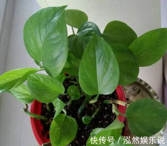 爆盆|绿萝文竹吊兰栀子花发黄枯死，气的剪成光头，一个月后居然爆盆了