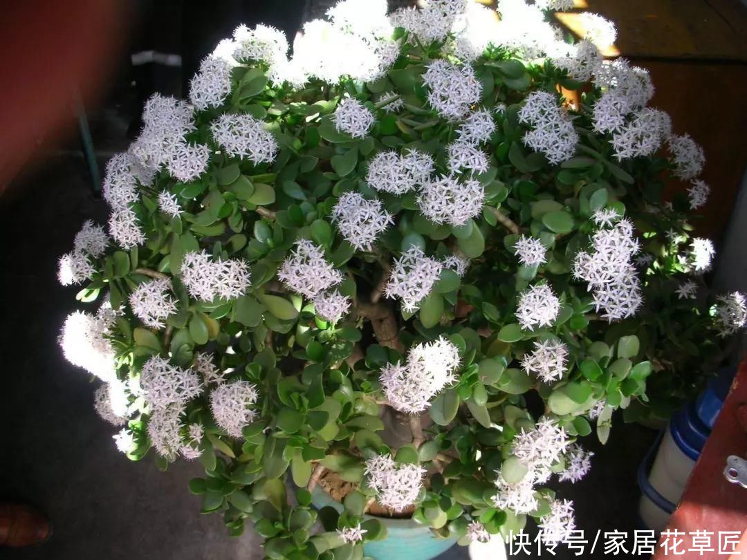 花友|玉树生长有“秘诀”，牢牢掌握住，新手也能养开花，还茂盛