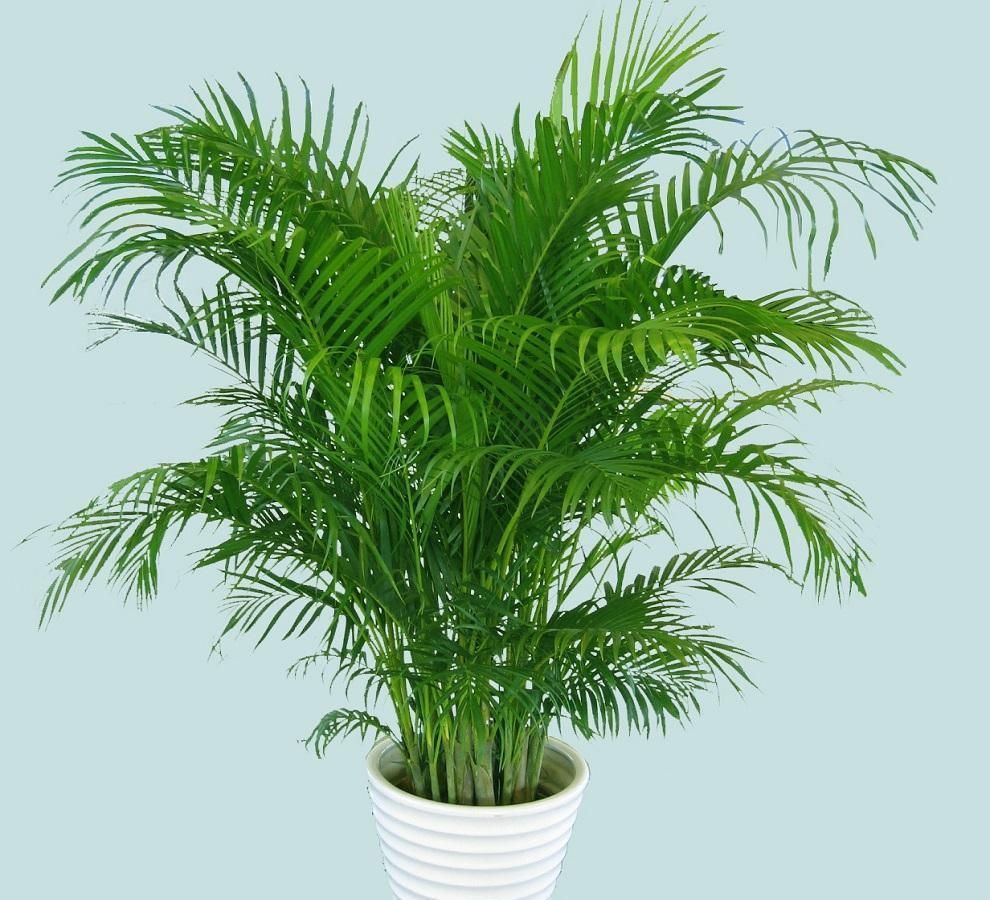 几种喜阴的植物，光照不良，也可以生长旺盛