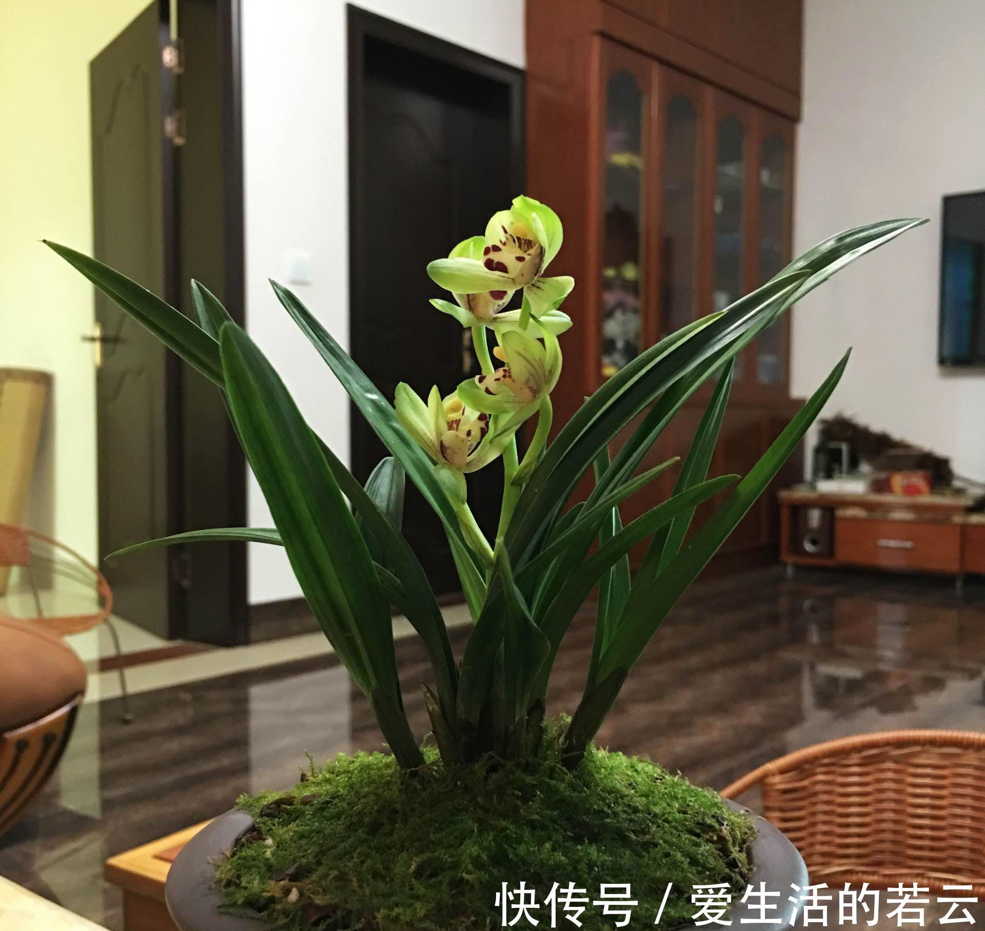 氮肥|兰花枯黄别担心,从这2个方面入手,轻松解决黄叶病!