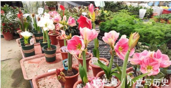 缺德商贩,把“绿化草”包装成“进口花”来卖,上当的人真不少