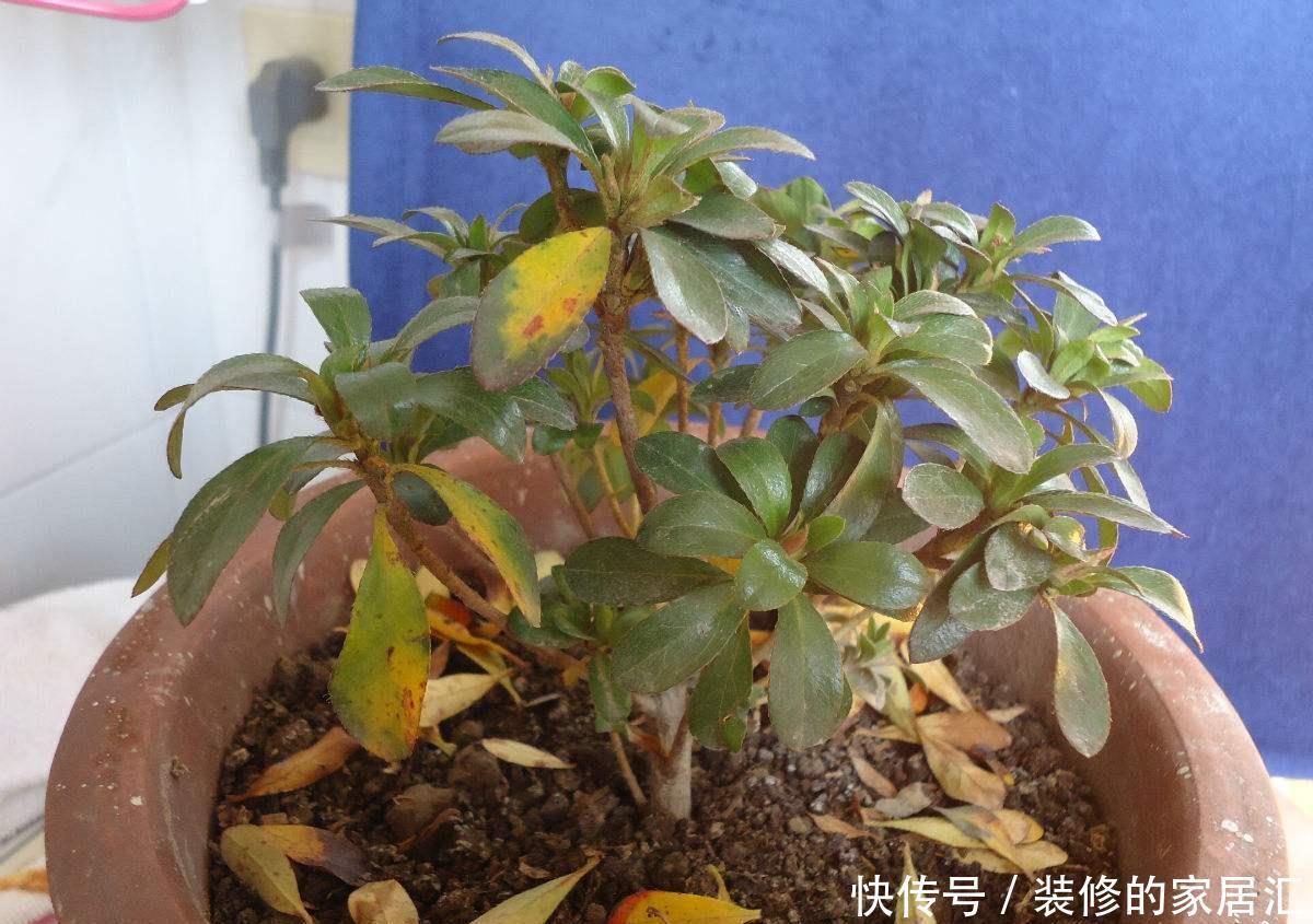 杜鹃|花店刚买的杜鹃黄叶,落花苞,喷点这个水,一招就搞定