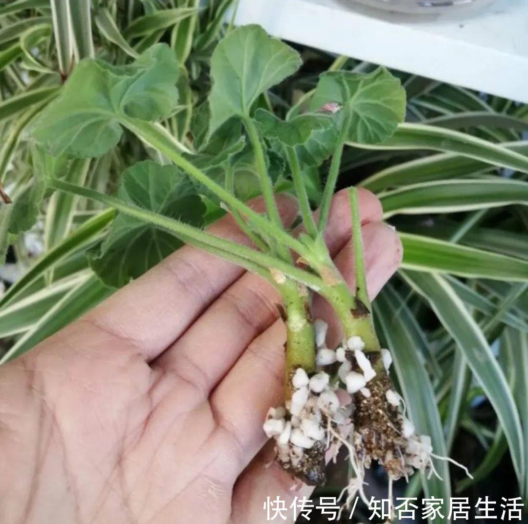 花苞|天热了，20种花最怕浇水，浇得越多，死得越快！
