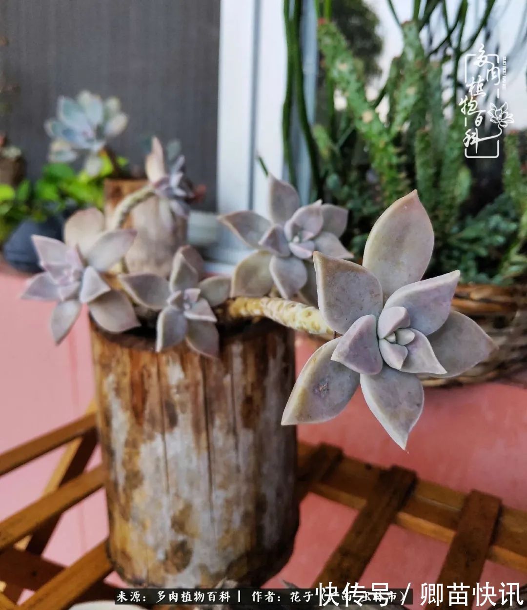 为了爱情来到陌生城市,偶遇多肉,地老天荒的爱恋!