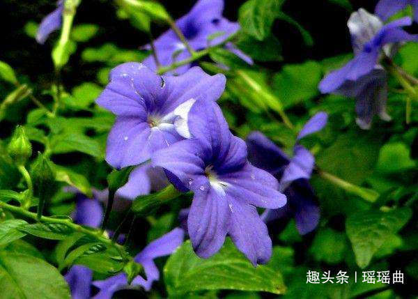 此花因其蓝色的花朵而闻名,有股清凉的韵味,是高贵与华丽的象征