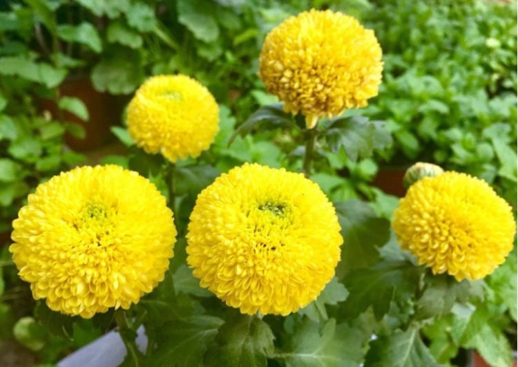 花卉|此花“圆滚滚”,寓意爱情美满,家养一盆,年年赏花不停歇!