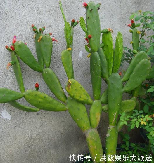 养花|家里“3种花”最怕潮,哪里干燥就放哪,才能一年四季“花儿旺”