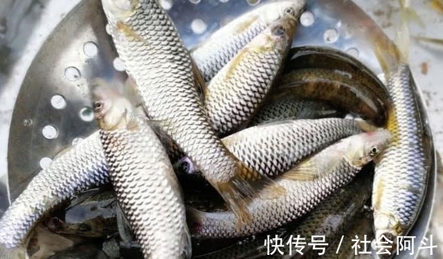 表哥|鱼肉保鲜，到底要不要去内脏？教你正确方法，吃着跟活鱼一样新鲜