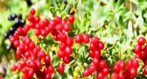 补充营养|人到中年想长寿,不妨多吃3种食物,补充营养,滋润身体!