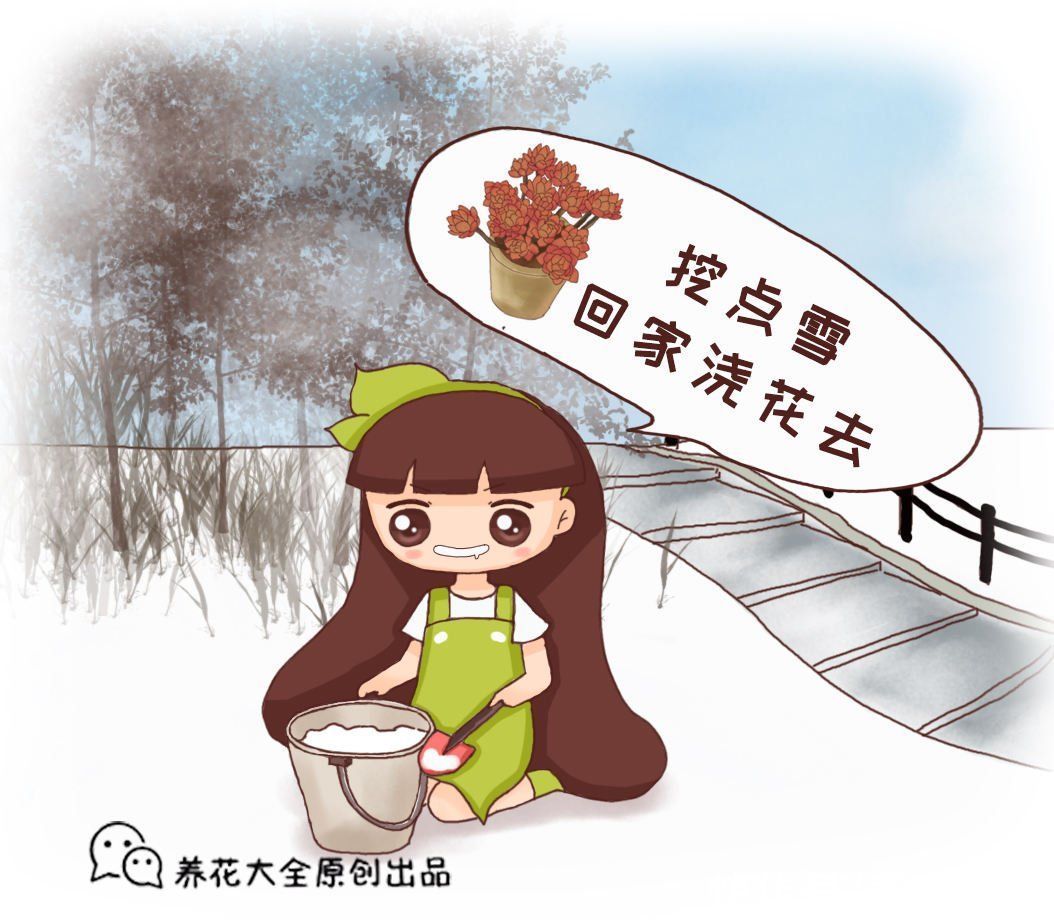 雪水养花效果好，花越开越多，植株壮得像小树