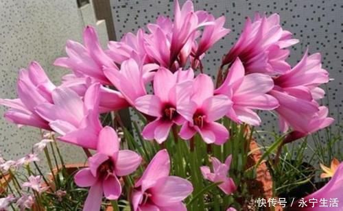 赏花|3种花是“大美女”,开花勤爱爆盆,美不胜收,一年四季都赏花