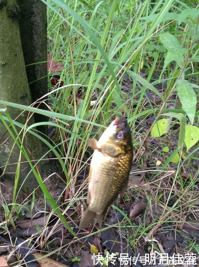 浮漂|野钓小技巧浮漂做一个小改动,惊鱼几率大降