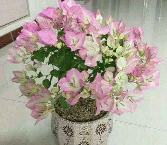 夏天养花选这款,越晒开花越美,整个夏天花开不断,开爆满盆!