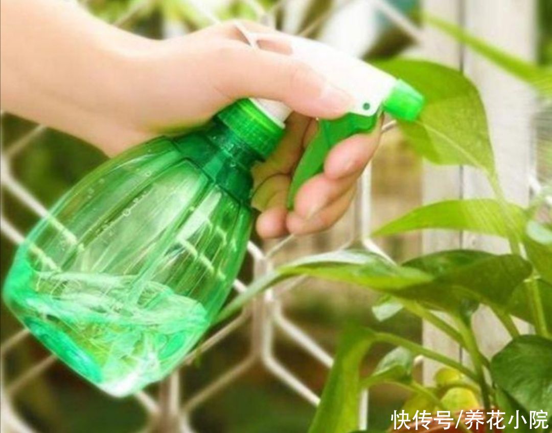 潮湿|花盆里出现小虫子,不用买杀虫剂,往里面扔点“小东西”就管用