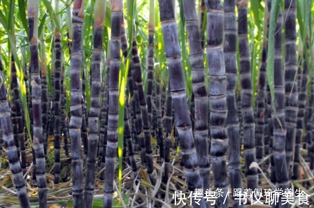 便秘|此水果是天然”补血果“，常吃气血足了，便秘好了，早吃早健康