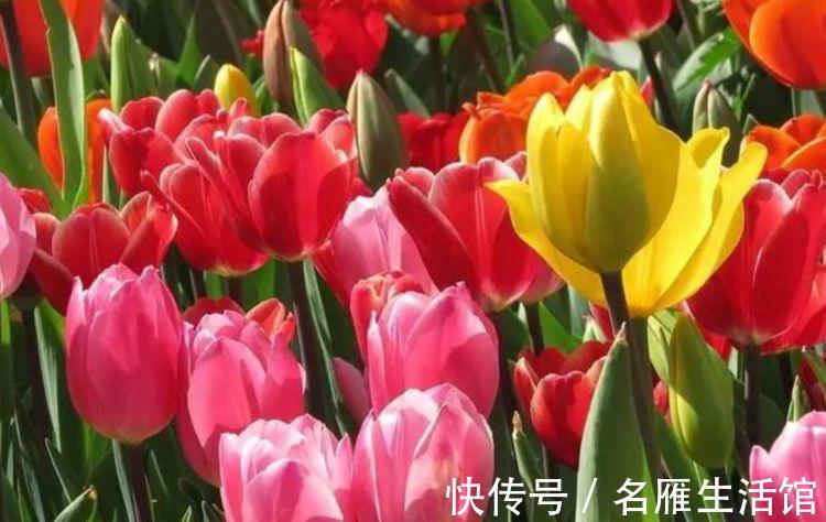 阳台上|农历7月21号起,最适合养这些花,十分的耐旱,开花就爆盆