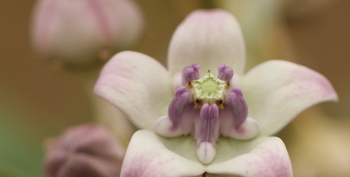 老公最爱的如意花，小年节气最适合，多养顺心又旺家，给家人加油