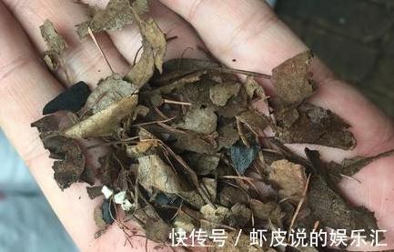 深秋时分，自制2种万能土，来年换盆用上它，肥效足开花旺