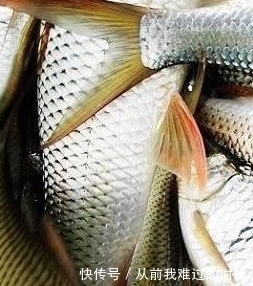 鲮鱼|如何钓鲮鱼,饵料搭配及钓法全解!钓鲮鱼就这么简单——盛世三渔