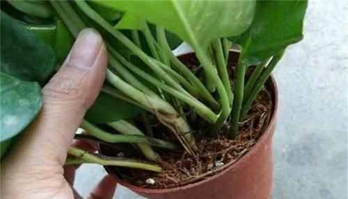 植物|喜欢养花,买一盆烂一盆?问题出在这里,跟着养护专家学起来