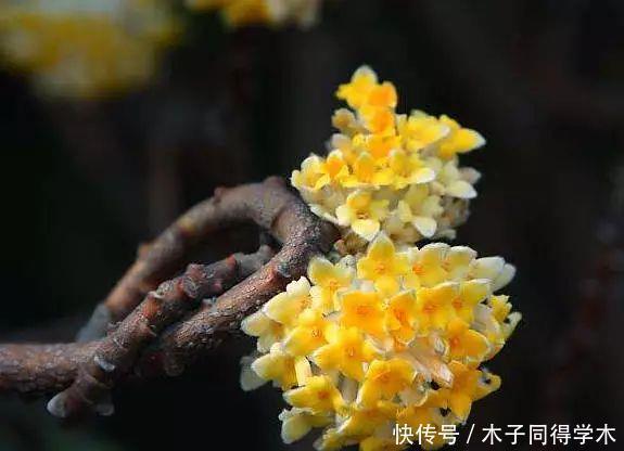 打结花!真漂亮啊!