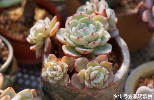 浇水|新买的多肉,旱它10天不浇水,反而长得特别胖