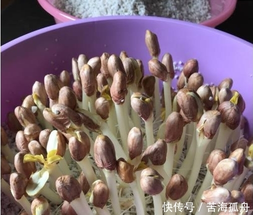 炸花生原来还可以这样利用,太聪明了,又营养又好吃!太赞了!