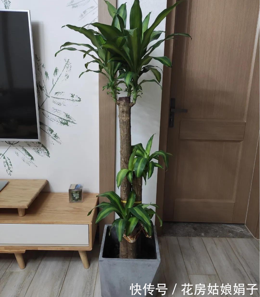 橡皮树|8种观叶植物,耐阴耐旱好养活,30天不晒太阳不浇水,活的很好