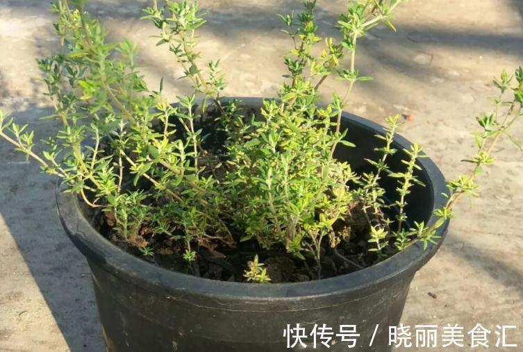 卧室里养花，怕植物和人争氧，睡眠越来越差，不如就试试这4样