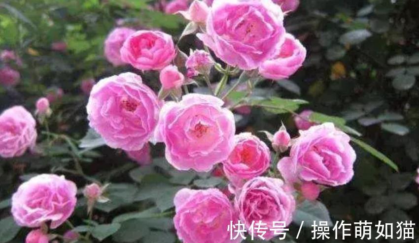 透水|花市买花太贵,教你一招,买1盆花能变10盆