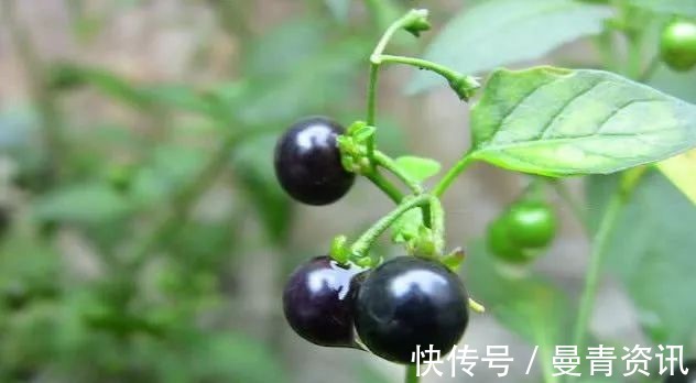 药用|农村一种“野草”以前农民见到就拔除,殊不知是一味名贵中药材!