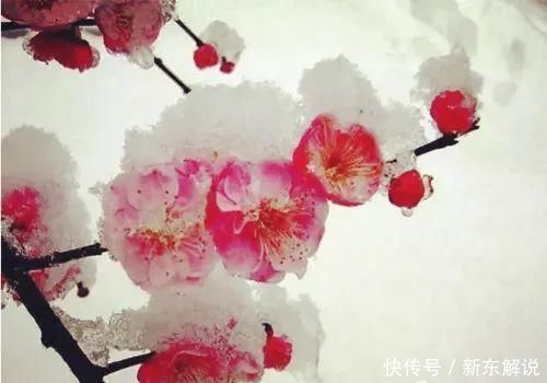 诗人|梅花雪花，两种风流，看王旭这首词如何评说