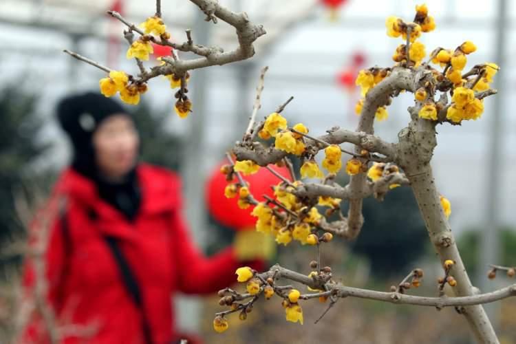  梅花|蜡梅原来不用年年买，当“阳台花卉”花香满室！