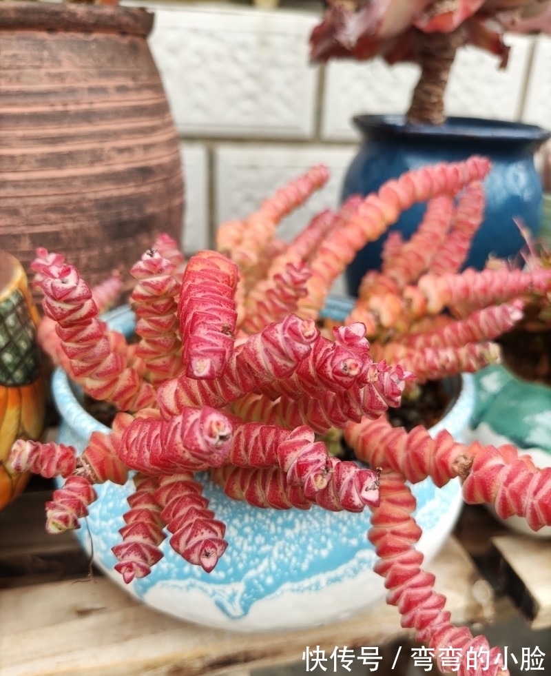 诺娃|有事没事看看多肉，才是度夏的基本保障