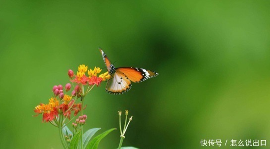 赚钱|有钱存不住的4大生肖,挥霍一生,有钱就任性,却往往幸福一生