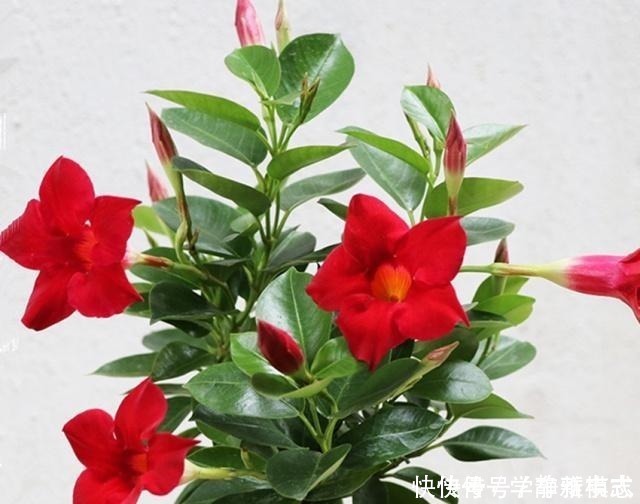 养花|养花怕养不好就选三种花,有土有水就行,随手一养就爆盆!