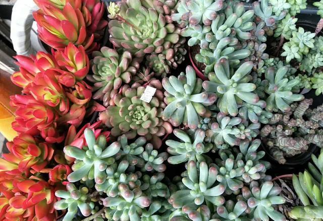 多肉植物用瓷盆栽种还是塑料盆好多肉植物有哪些养殖技术