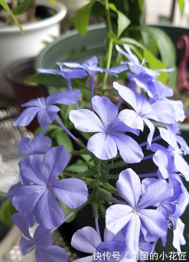 清新|夏天的蓝雪花,多做两步骤,不停开花,开花量大清新美丽