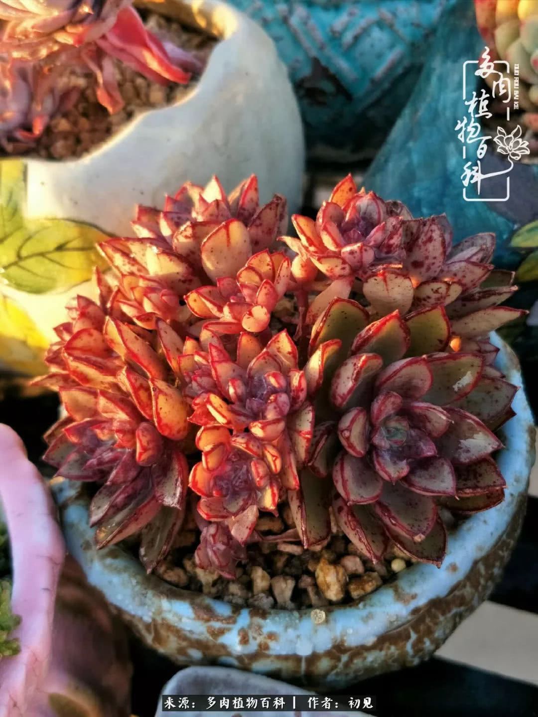 养多肉四周年,从初见到爱恋!幸福一直藏在浅薄的日子里!