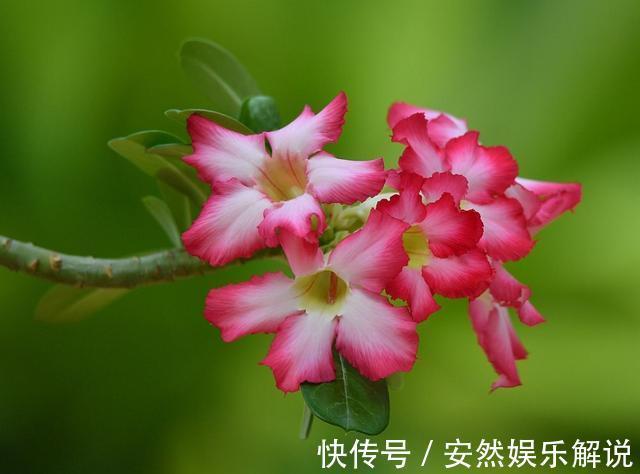 养花就养3种耐旱花,耐热耐晒还耐寒,开花爆盆很容易,漂亮极了