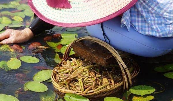 蝉花|大山里的五大“宝贝”,吃过4种算你厉害!最后一样你肯定没吃过