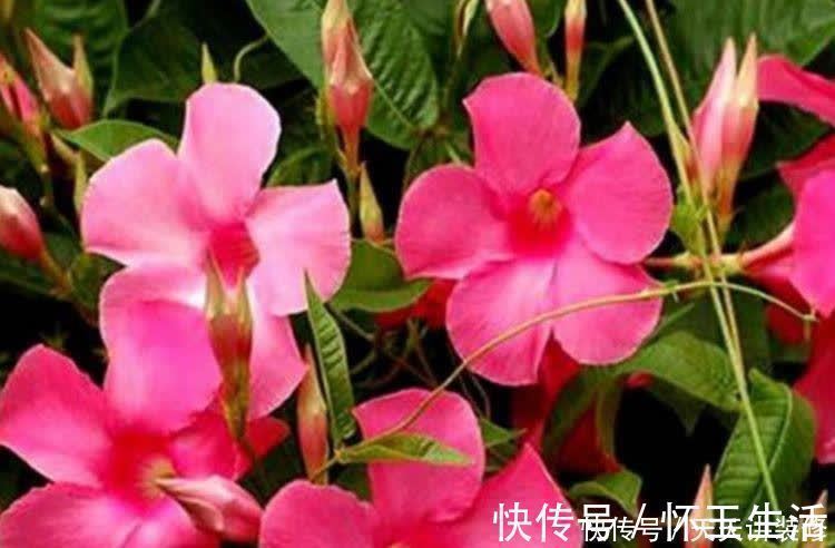 养花就养盆颜值高的花卉，花香四溢，花朵烂漫迷人，开花一簇簇！