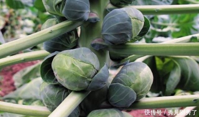 婆婆在花盆里种这“奇葩蔬菜”一株结果百十颗,邻居天天过来蹭吃