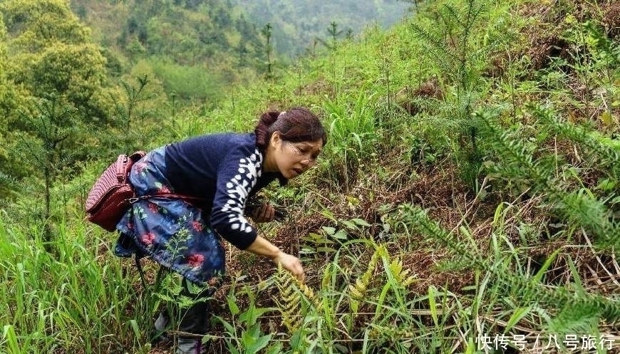 蕨菜|它才是真正的“野菜之王”，生长之地堪称仙境，却常被误认成蕨菜